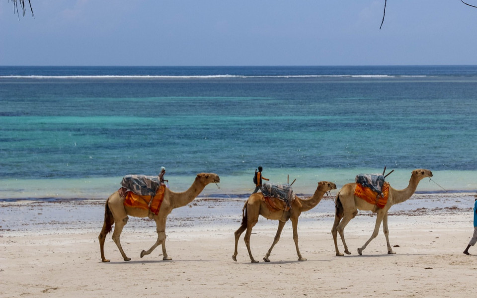 kamel-strand
