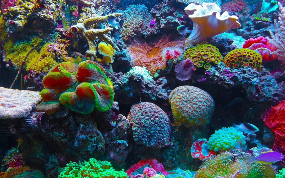 korallenriff