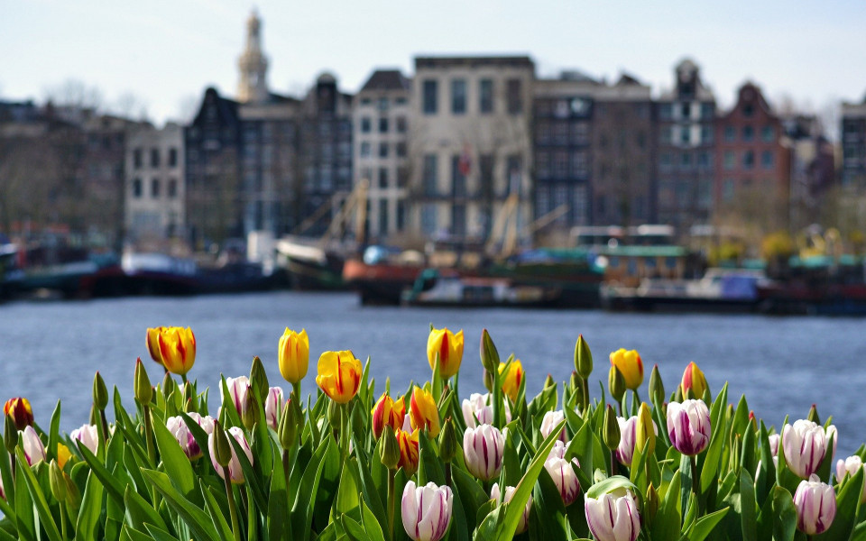 tulpen-amsterdam