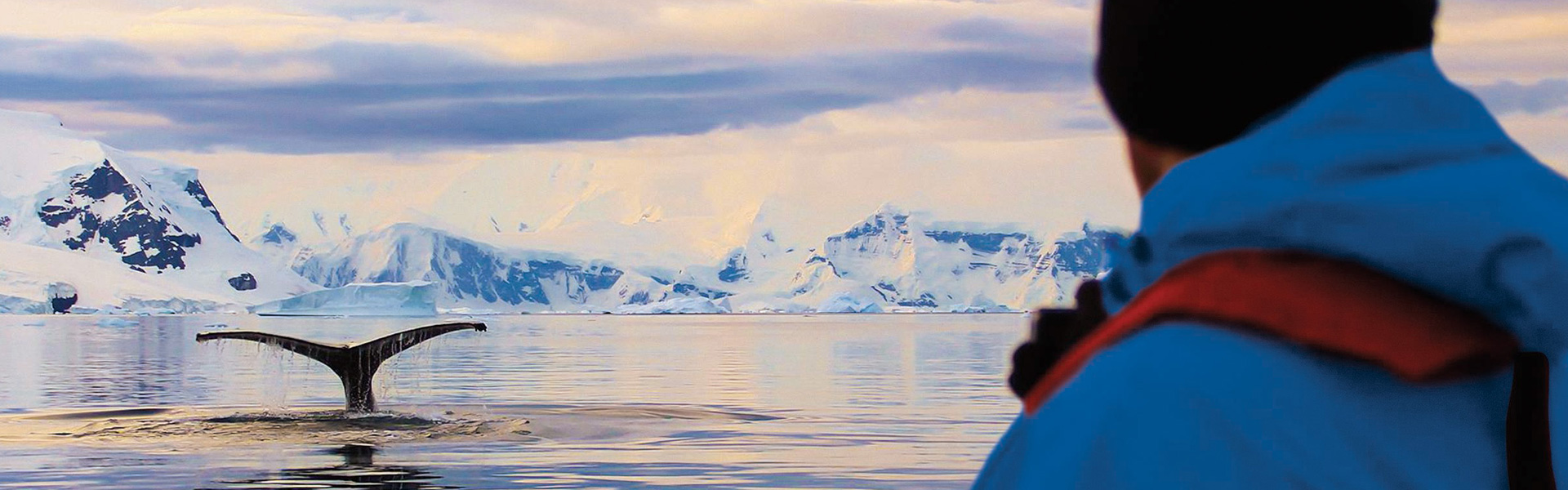 Wale Beobachten Antarktis